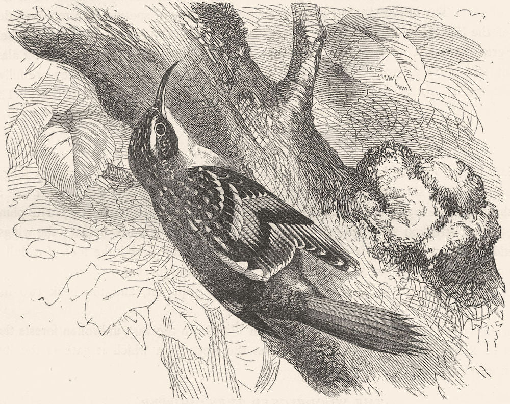 BIRDS. Searcher. Tree Climber. Common-creeper c1870 old antique print picture